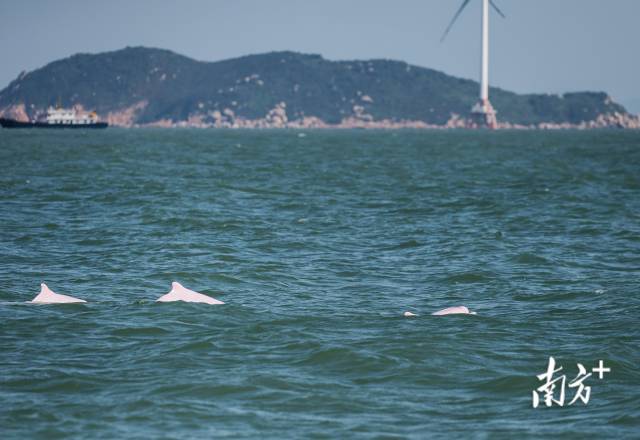 2024年11月7日，伶仃洋桂山岛附近海域，三头成年白海豚同时浮出水面。