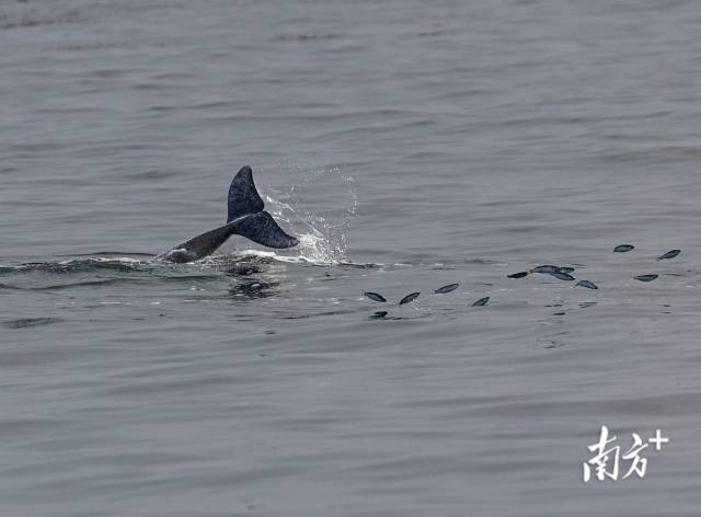 2024年3月31日，湛江雷州湾，一头中华白海豚正在捕食，被惊起的鱼儿四处逃窜。