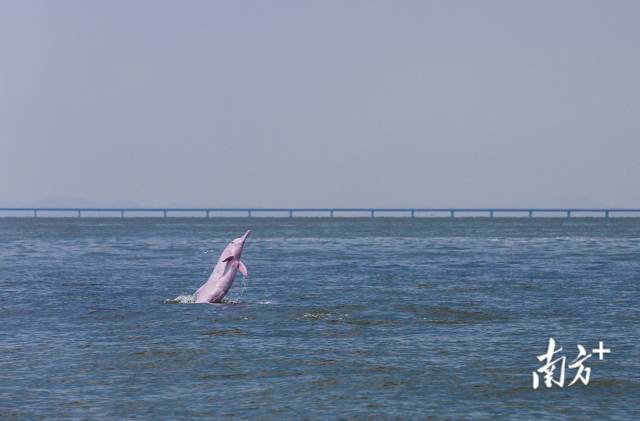 2018年8月7日，珠江口伶仃洋海域，一头成年中华白海豚突然跃出海面，后面是即将通车的港珠澳大桥。