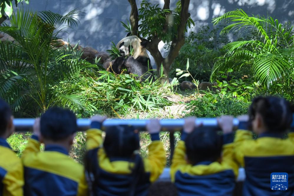 11月29日，澳门幼儿园学生在澳门石排湾郊野公园大熊猫馆观看大熊猫。