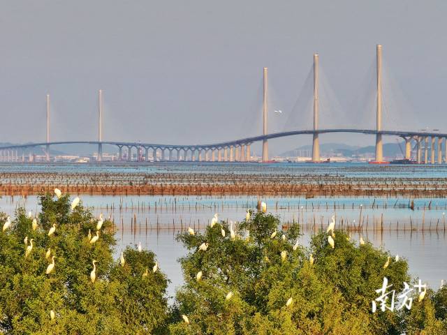 11月25日，黄茅海跨海通道通过交工验收，这座历经一年半前期筹备、四年艰苦建设的国家级重点跨海通道工程圆满完成各项建设任务，顺利通过工程质量的“终考”，即将正式“上岗”。 11月25日，黄茅海跨海通道通过交工验收，这座历经一年半前期筹备、四年艰苦建设的国家级重点跨海通道工程圆满完成各项建设任务，顺利通过工程质量的“终考”，即将正式“上岗”。