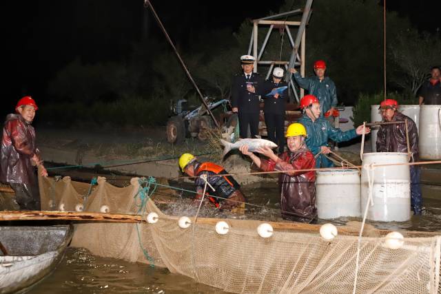 海关关员对供澳活鱼进行属地查检。通讯员 黄妙双 摄